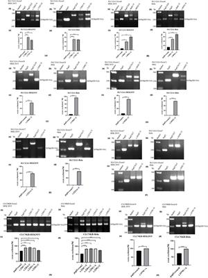 Twelve exonic variants in the SLC12A1 and CLCNKB genes alter RNA splicing in a minigene assay